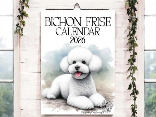 Bichon frise 2026 - bichon, 2026-dog