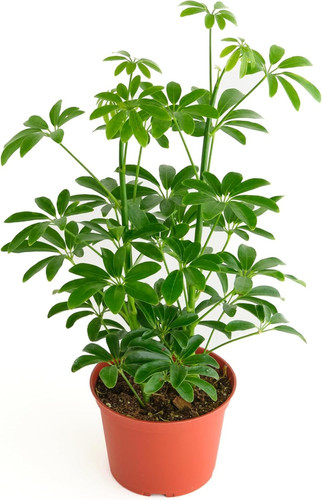 Heptapleurum arboricola live - heptapleurum, arboricola,