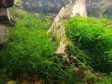 Java Moss (Vesicularia