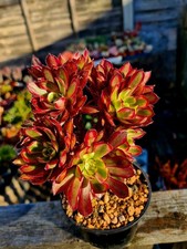 Aeonium Purple Cloud STEM