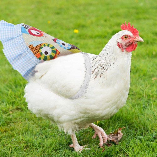 Rooster costume chick - rooster,