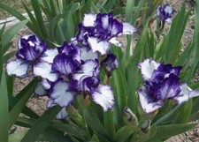 IRIS GERMANICA RARE EDITION BEARDED IRIS BLUE AND WHITE SUMMER 1 tuber