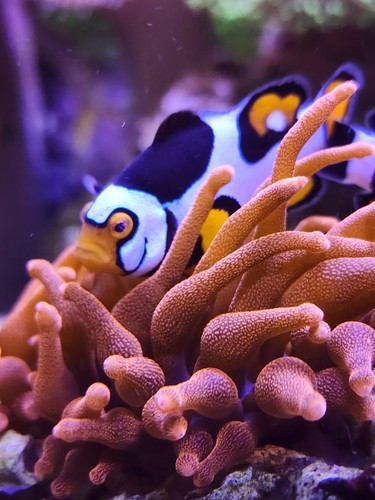 Rose bubble tip anemone - tip,