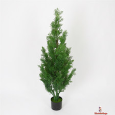 Evergreen Cypress in Modern