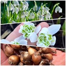 DOUBLE SNOWDROP BULBS 'Flore Pleno' Spring flowering plants
