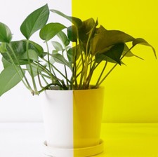 Transparent Colourful Window Film Stain Glass Tint Self Adhesive Decor Roll DIY