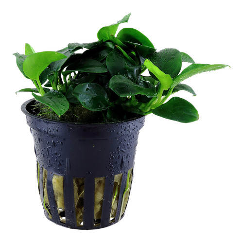 Anubias nana petite - anubias,