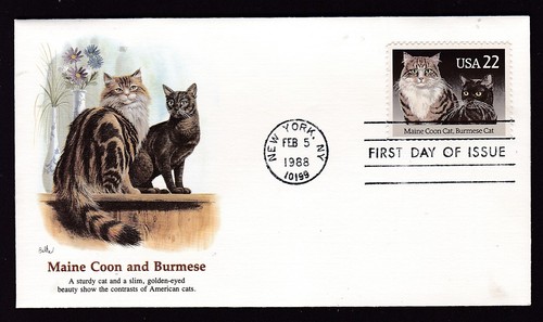 Cats maine coon and burmese - -,