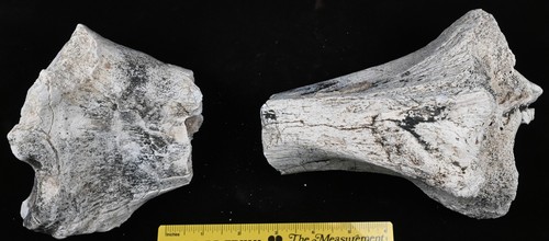 Titanothere fossil shin bone - fossil,