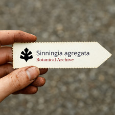 Seeds Aggregate Synningia - -