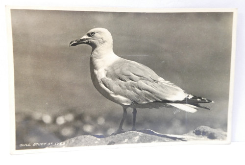 Rppc gull study ives - rppc, st