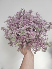 Callisia Repens Rosato/ Pink Lady /Pink Panther 2 3 or 5 Cuttings trailing plant