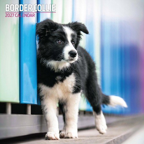 Border collie 2027 traditional - collie,