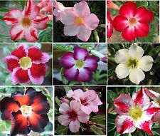 Adenium Obesum,Desert