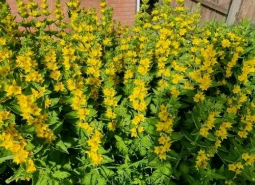 Yellow loosestrife plants - loosestrife,