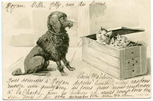 dog
