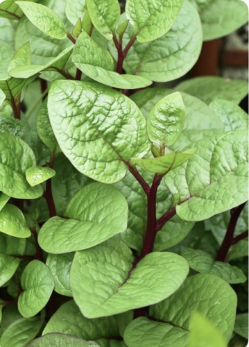 Asian red malabar spinach - 🌹asian,