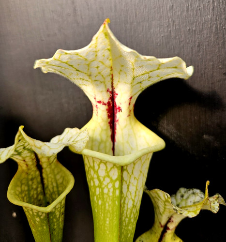 Sarracenia adrian slack pink - adrian, x