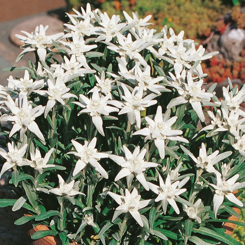 Edelweiss matterhorn - edelweiss,
