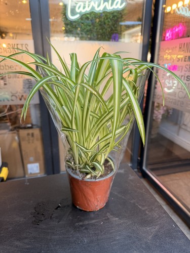 Spider plant - spider,