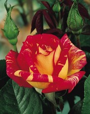 Rose Shrub Harry Wheatcroft