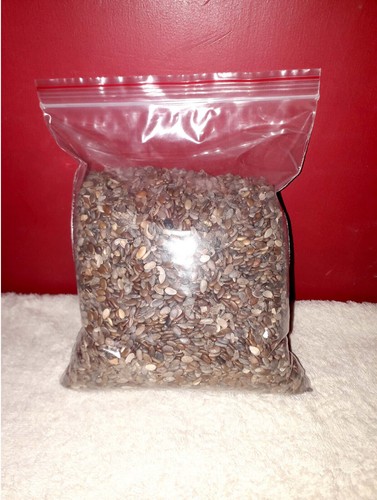 Citrullus colocynthis 250g - citrullus,