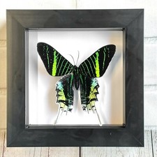 Green banded urania - banded, moth