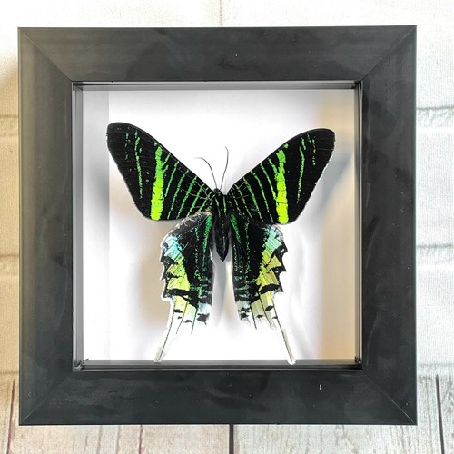 Green banded urania moth - green,