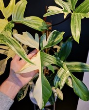 Philodendron Florida