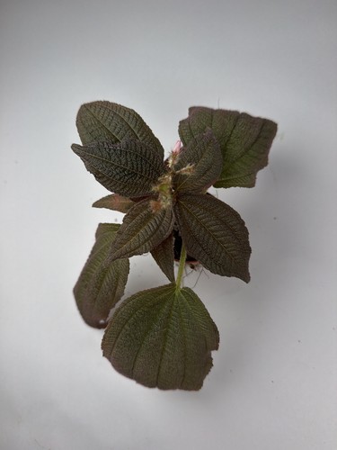 Triolena hirsuta rare - hirsuta,