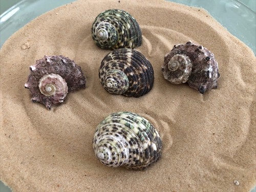 Seagrass turbo delphinium - 5,