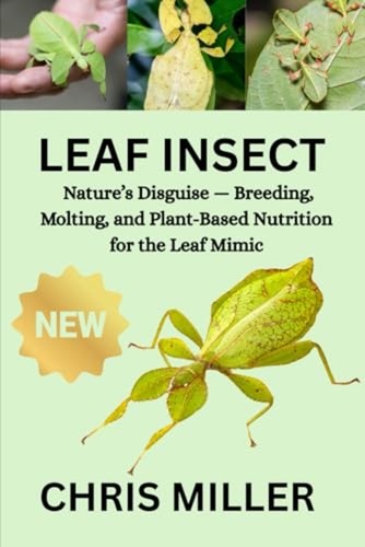 Leaf insect nature s - leaf,