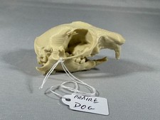 Replica animal  skull Prairie