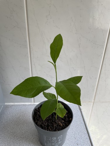 Organic young lemon - , tree