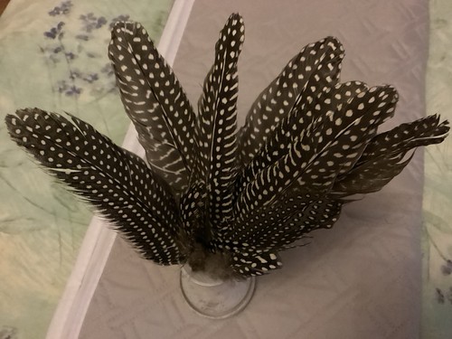 Guinea fowl feathers - guinea,