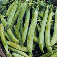 PEA SEEDS  Kelvedon Wonder