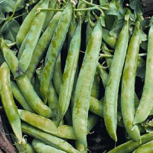Pea seeds kelvedon wonder - seeds,