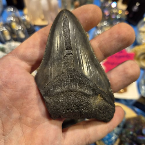 Megalodon shark tooth fossil - shark,