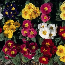 Polyanthus - Regal Mixed -
