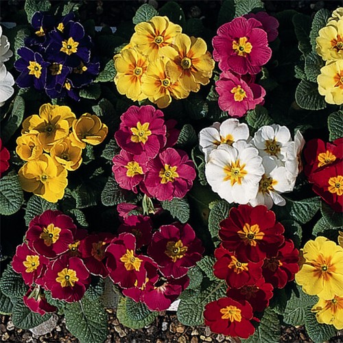 Polyanthus regal mixed - polyanthus,