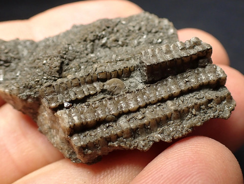 Detailed crinoid stems - 3d,