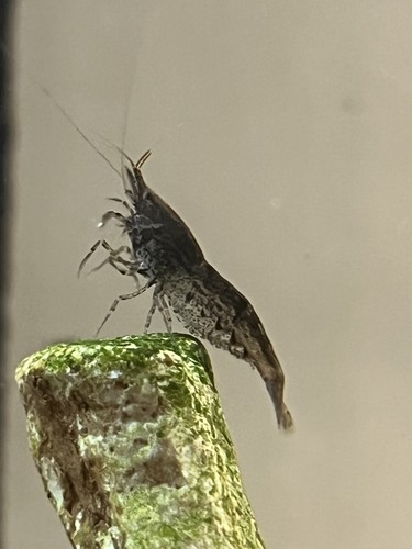 Neocaridina shrimp wild type - neocaridina,