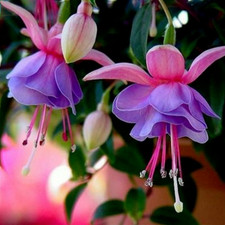 50pcs/bag Fuchsia Seeds Potted