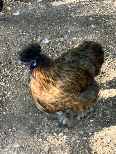 Silkie/Satin/Frizzle/Turken
