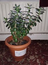 Floor Plant, Crassula Ovata