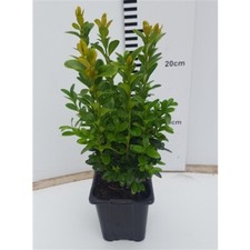 Box Hedging Plants 25cm Buxus