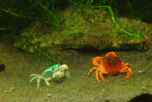 Aquarium decoration wetland - aquarium,