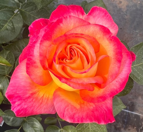 Love peace blends of pink - -,