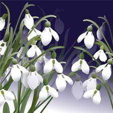 Scottish Thistle - Fine Art