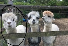 Nearly 1KG White Alpaca Fleece